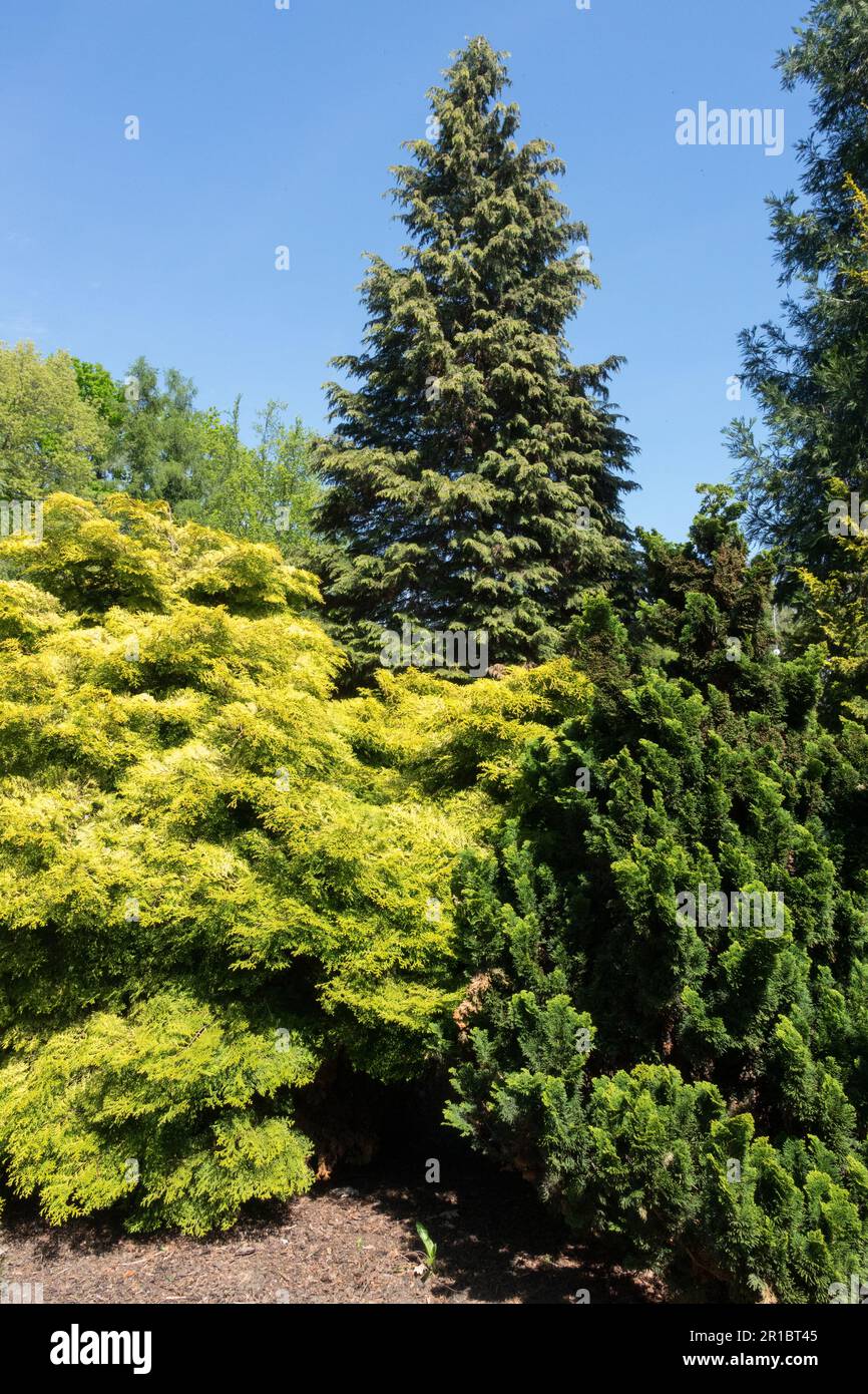 Hinoki Cypress, Chamaecyparis obtusa „Tsatsumi Gold“ und „Tonia“, Hintergrund Chamaecyparis lawsoniana „Stewartii“ Kultivare, Nadelbäume, Gärten Stockfoto