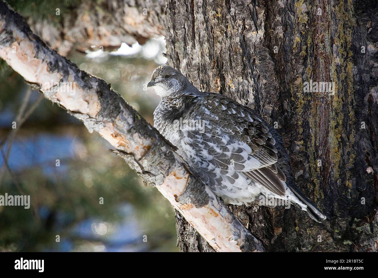 Felsenhühner, Dümmernhaine (Dendragapus obscurus), Hühnervögel, Hühnenhühner, Tiere, Vögel, Blauhuhn, weiblich, Yellowstone, Winter Stockfoto