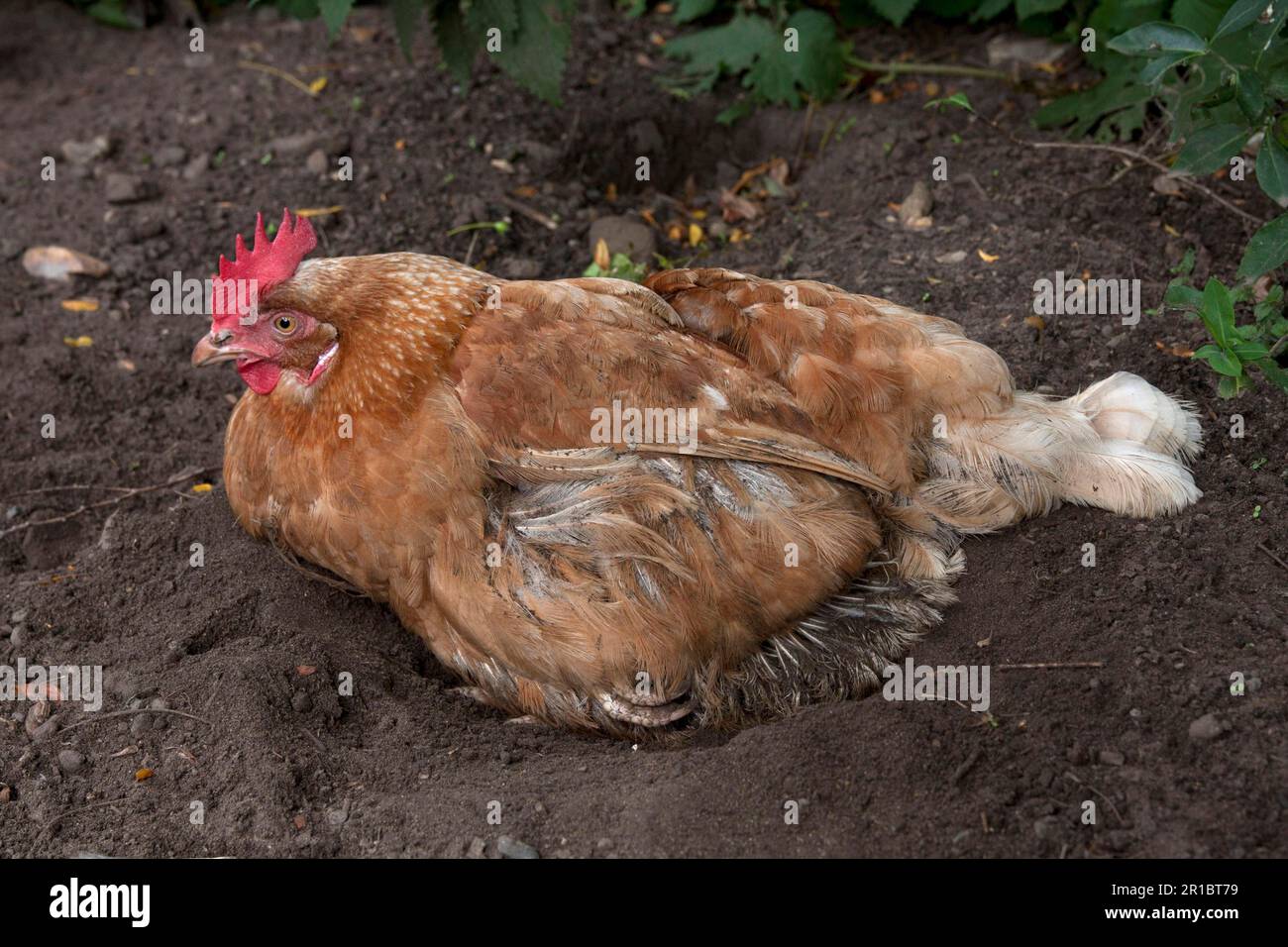 Hähnchen, Goldline-Hybridhühner, Staubbaden, Freilandhaltung in kleinen landwirtschaftlichen Betrieben, England, Vereinigtes Königreich Stockfoto