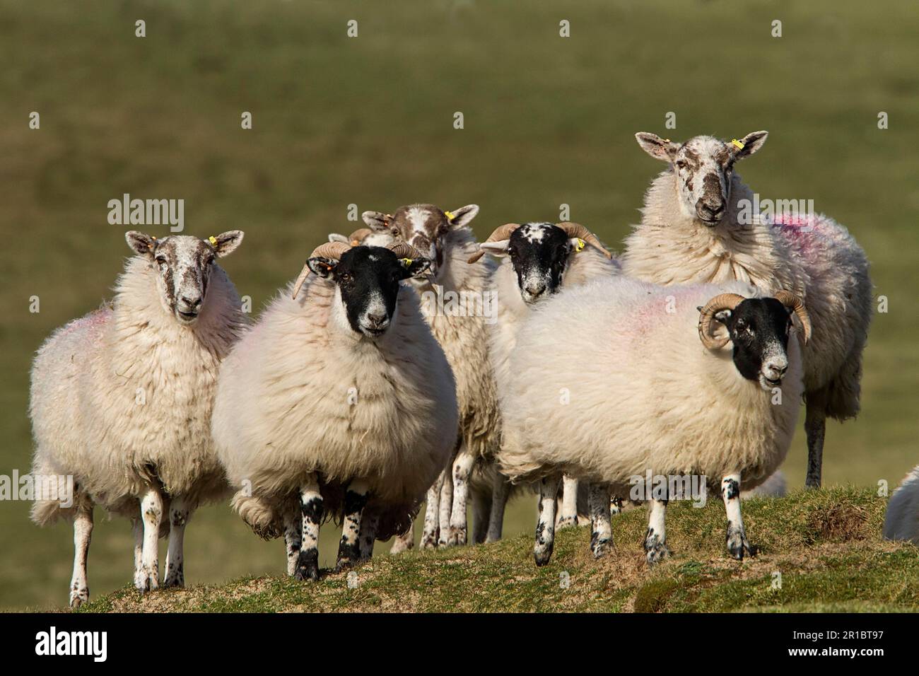 Schottische Schwarzmaschen-Schafe, schottische Schwarzmaschen-Schafe, reinrassige Tiere, Haustiere, Huftiere, Vieh, Klauen, Säugetiere, Tiere, schottische Blackface Stockfoto