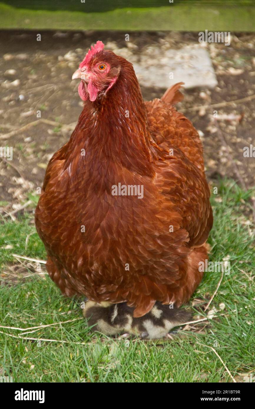 Haushuhn, 2 Jahre altes New Hampshire Rotkreuz-Huhn, mit adoptierten 14 Tage alten Stockenten (Anas platyrhynchos) Ente das Huhn schlüpfte aus Stockfoto