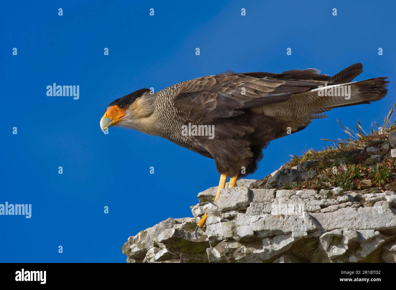 Southern Crested Southern Crested Caracara (Caracara plancus), Erwachsener, steht auf einer Klippe, Saunders Island, West Falklands Stockfoto