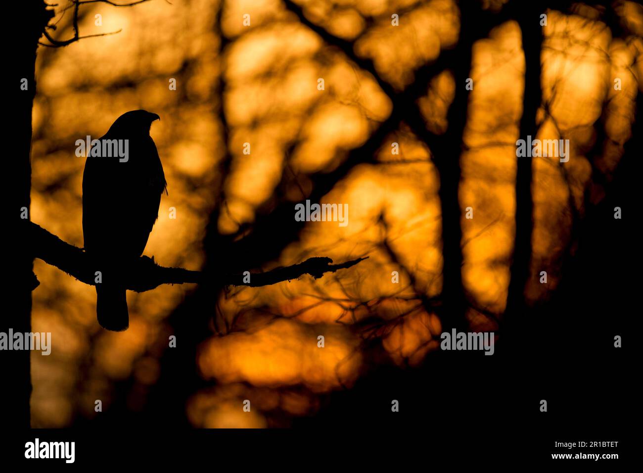 Geißelgarnelen, Steppenbussarde (Buteo buteo), Geißarde, Raubvögel, Tiere, Vögel, Gemeiner Buzzard, erwachsen, auf einem Ast im Wald Stockfoto
