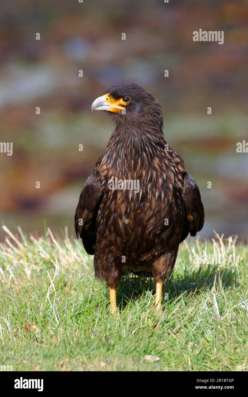 Gestreifte Caracara (Phalcoboenus australis) Falklandvögel Stockfoto