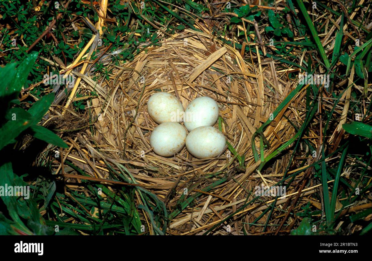 Montagu's Harrier (Circus pygargus) Nest mit vier Eiern, Harriers, Raubvögeln, Tieren, Vögeln Stockfoto