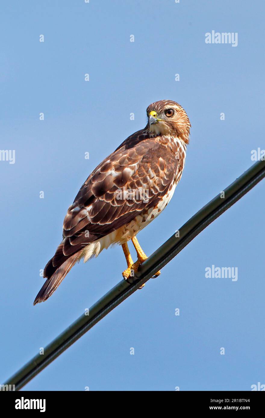 Großflügelfalke, Großflügelfalke, Großflügelfalke, Bussarde, Bussarde, Raubvögel, Tiere, Vögel, Breitwingshaie (Buteo platypterus) Stockfoto