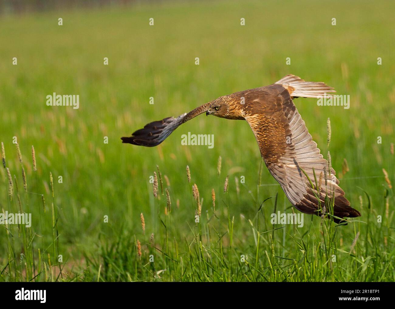 WESTERN Marsh Harrier (Circus aeruginosus), männlicher Erwachsener, im Flug über Grasland, Hortobagy N. P. Ungarn Stockfoto