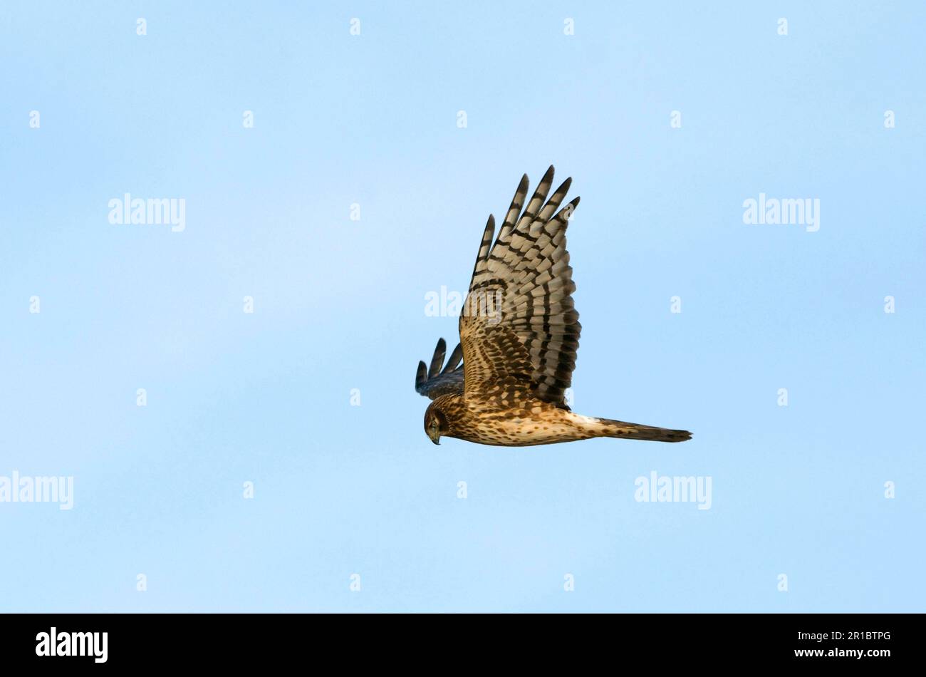 Northern Harrier (Circus cyaneus hudsonius), weiblich, im Flug, Bosque del Apache National Wildlife Refuge, New Mexico (U.) S.A. Stockfoto