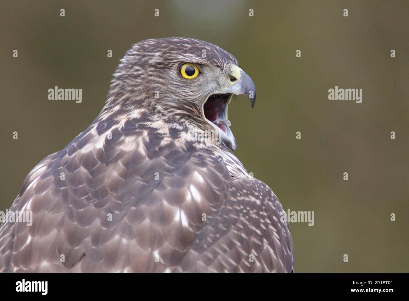 Nördlicher Goshawk (Accipiter gentilis), unreife Frau, Gefieder im ersten Jahr, ruft, Nahaufnahme des Kopfes, North Yorkshire, England, Februar (in Stockfoto