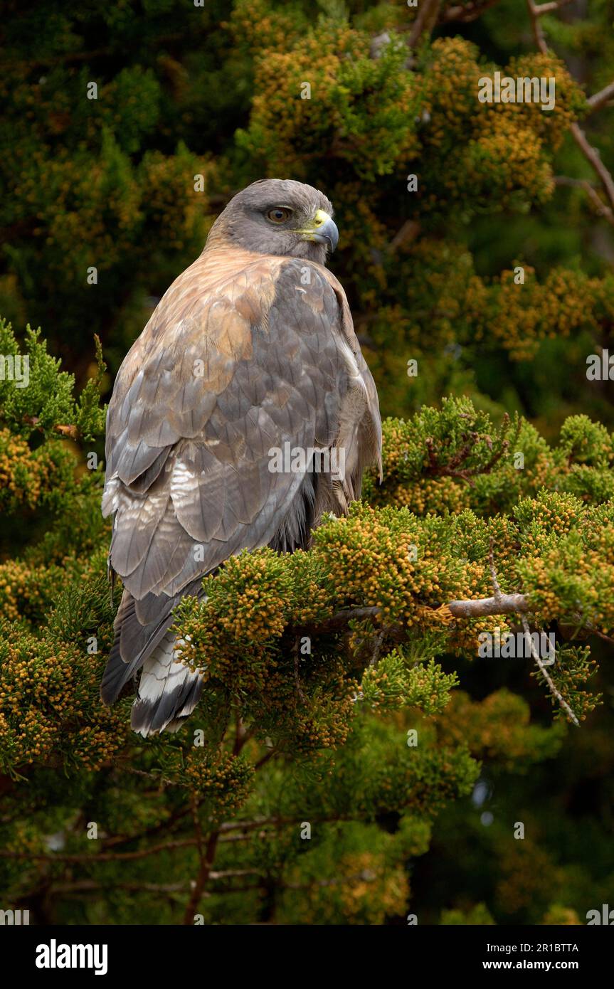 Falke (Buteo polyosoma), Geier mit rotem Rücken, Geier, Raubvögel, Tiere, Vögel, Red-Backed Hawk Erwachsener, hoch oben im Busch, New Island Stockfoto