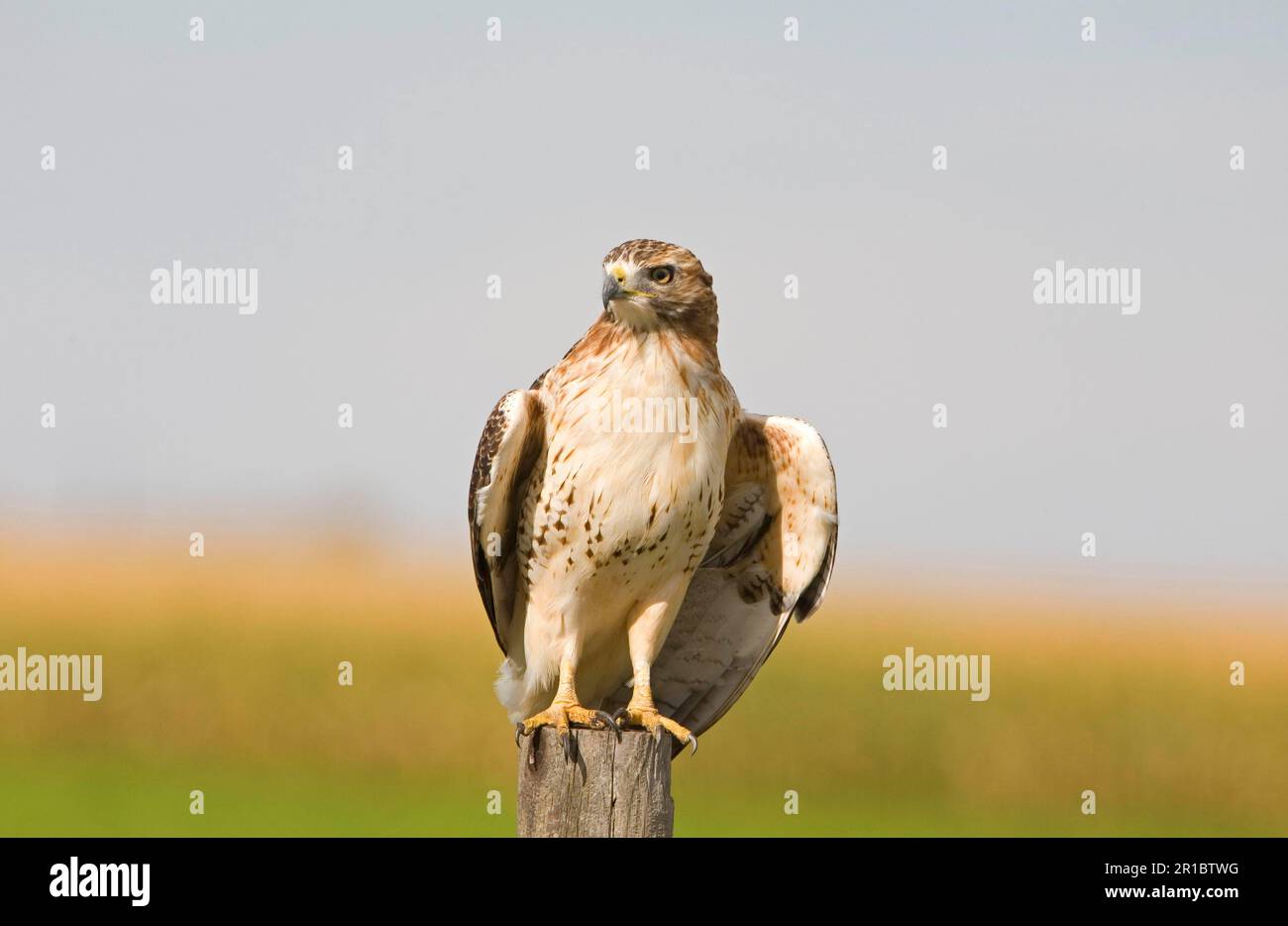 Rotschwanzfalke (Buteo jamaicensis), unreif, auf dem Pfosten, North Dakota (U.) S.A. Stockfoto