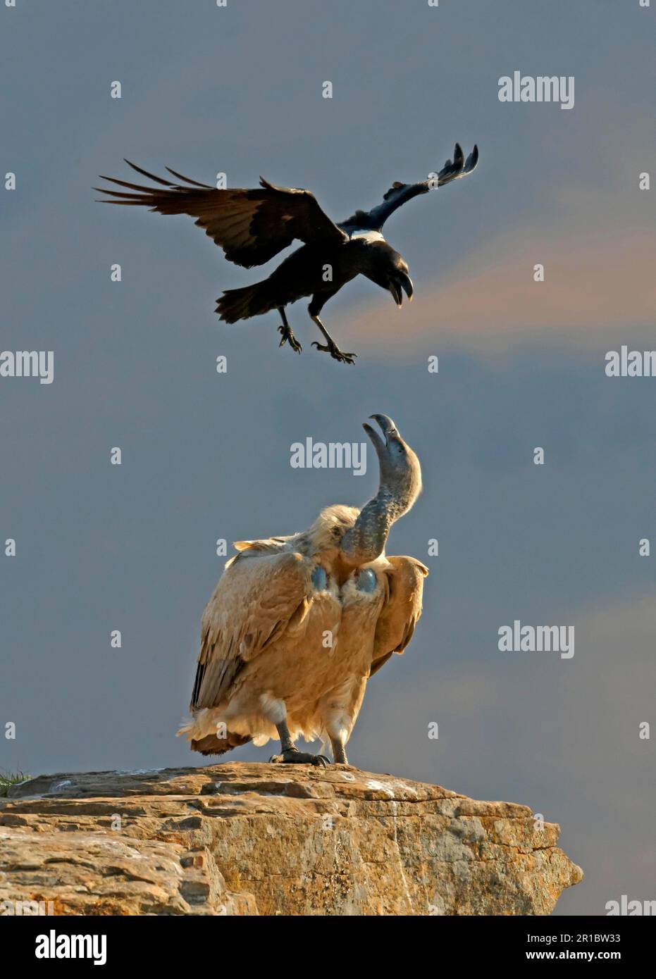 Cape Griffon (Gyps Coprotheres) Erwachsener, auf Felsen stehend, belästigt von weißhalsigem Raben (Corvus albicollis) Erwachsener, fliehen, Giant's Castle Reserve Stockfoto