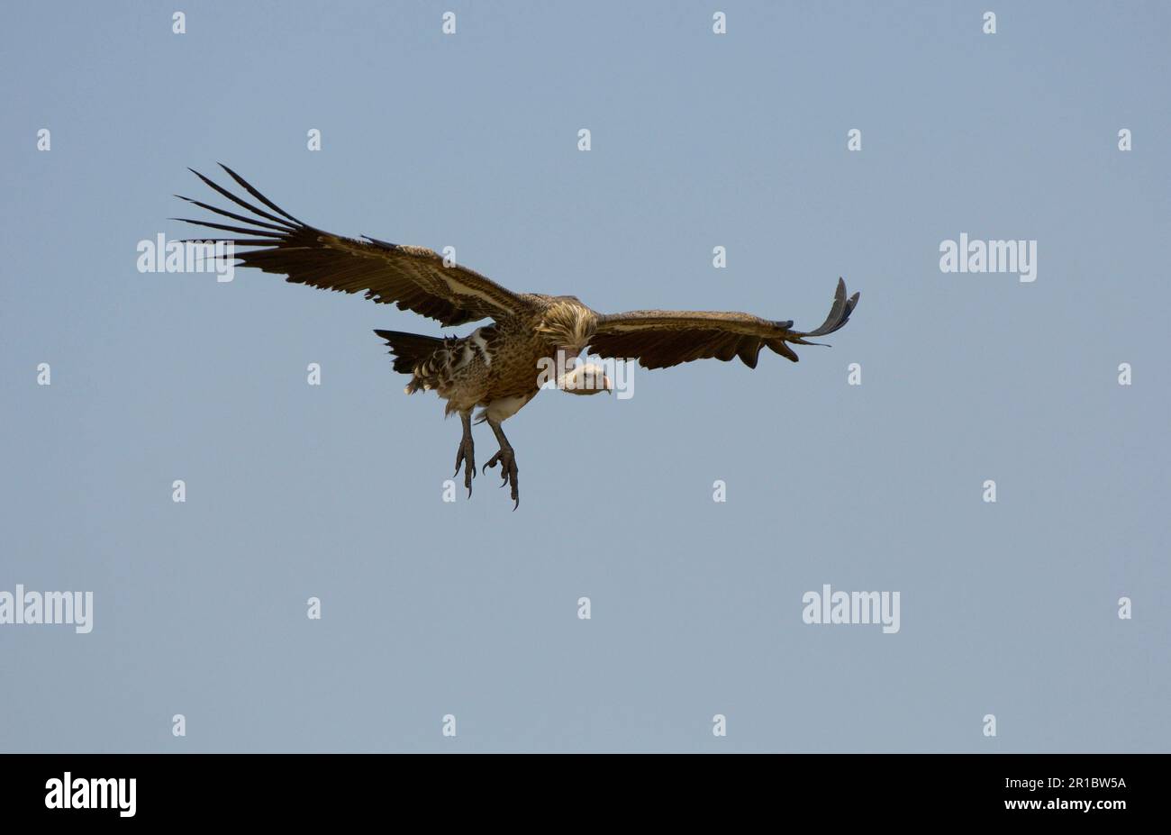 Rueppells rueppellischer Geier (Gyps rueppellii), Erwachsener, im Flug, bei der Landung, Masai Mara, Kenia Stockfoto