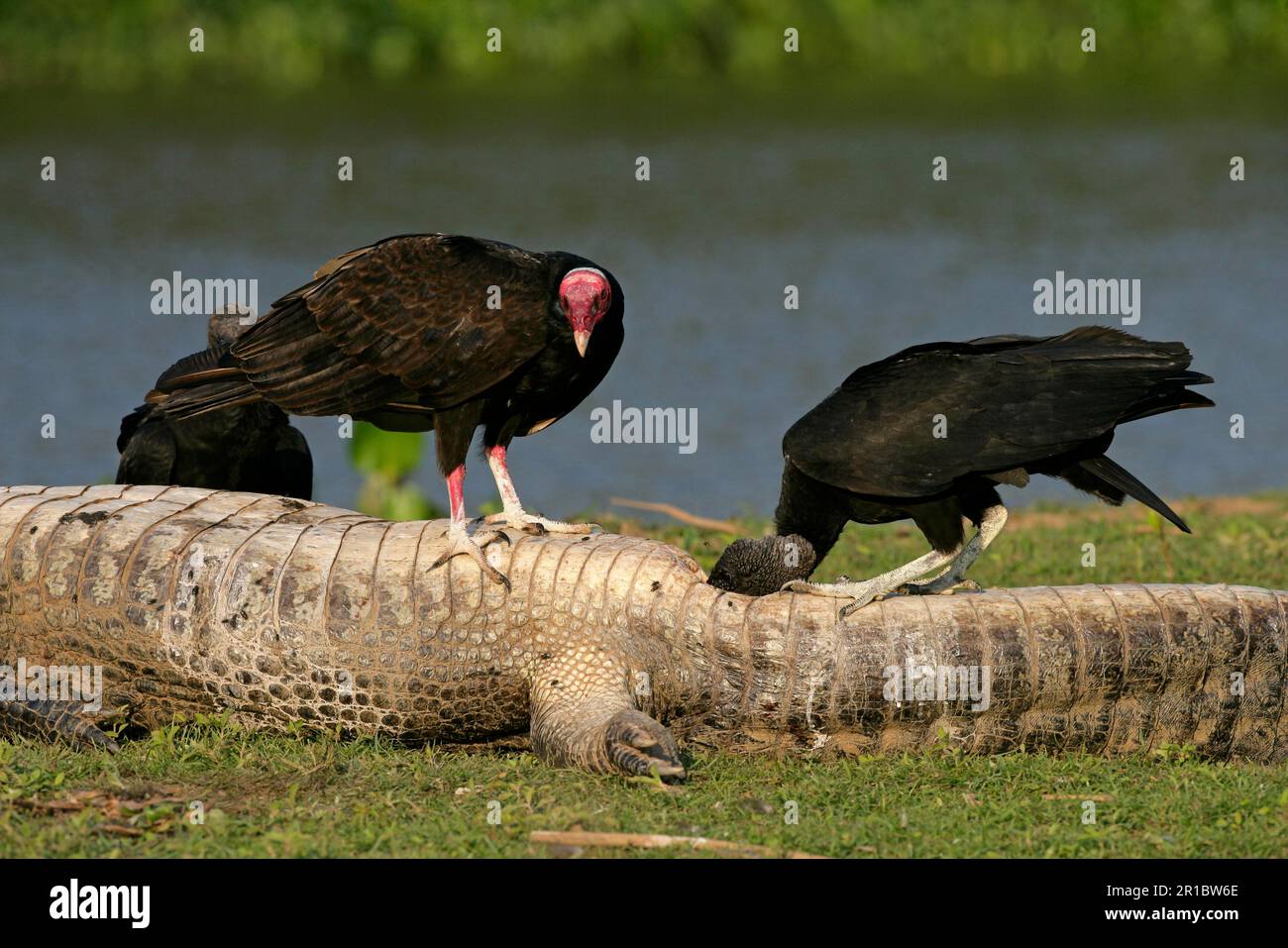 Ausgewachsener truthahngeier (Cathartes aura) und amerikanischer Schwarzgeier (Coragyps atratus), der sich an Kaimankadaver ernährt, Brasilien Stockfoto