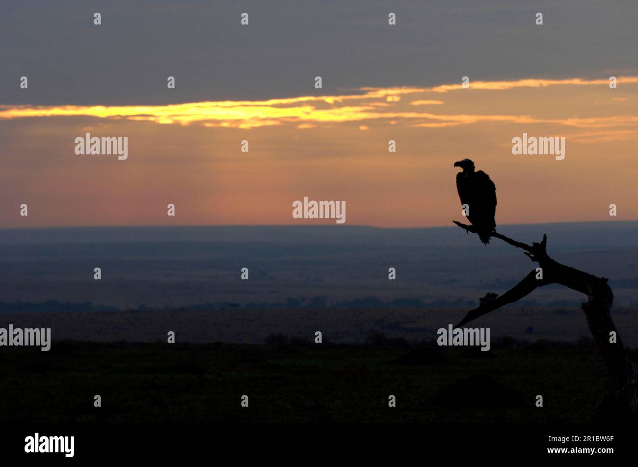 nubischer Aasgeier (Torgos tracheliotus), Erwachsener, Silhouette auf einem Ast, mit Blick auf den Lebensraum der Savanne in der Dämmerung, Masai Mara, Kenia Stockfoto