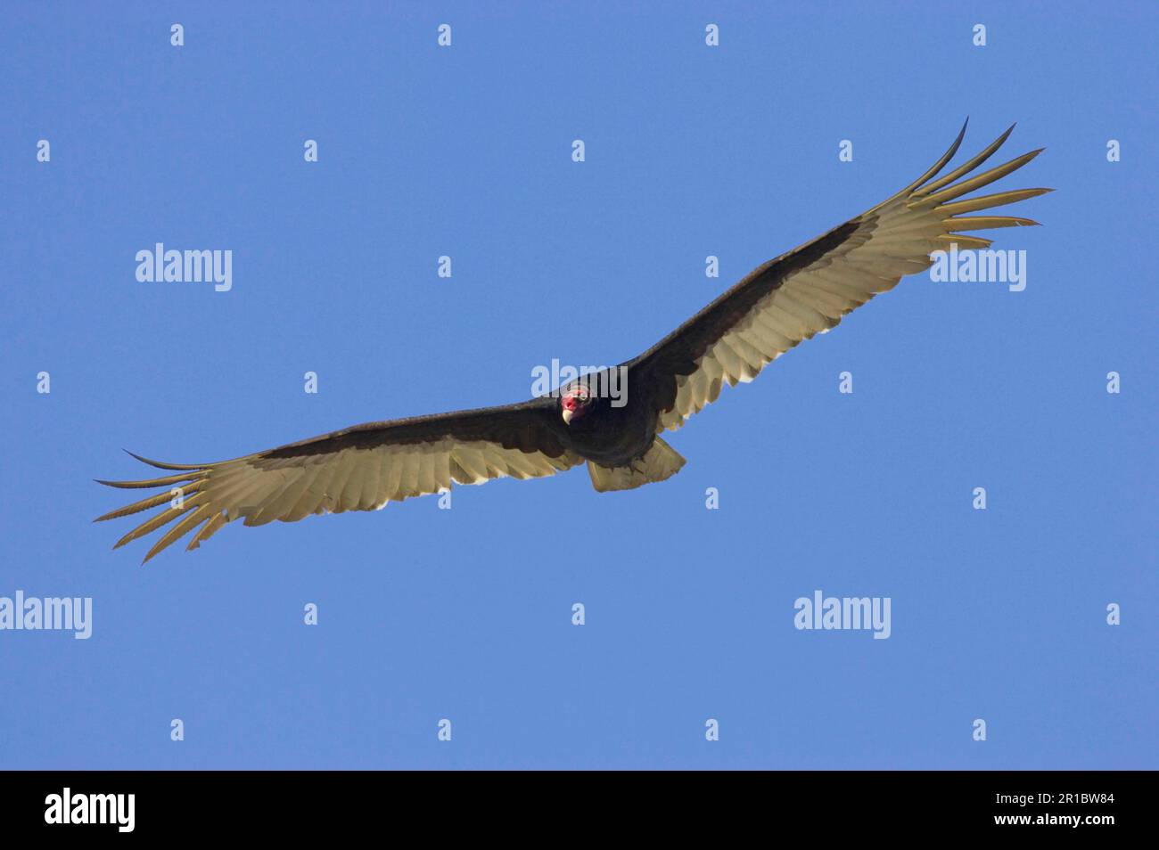 Truthahngeier (Cathartes aura), Erwachsener, im Flug, Kissimmee-See, utricularia ochroleuca (U.) (U.) S. A Stockfoto