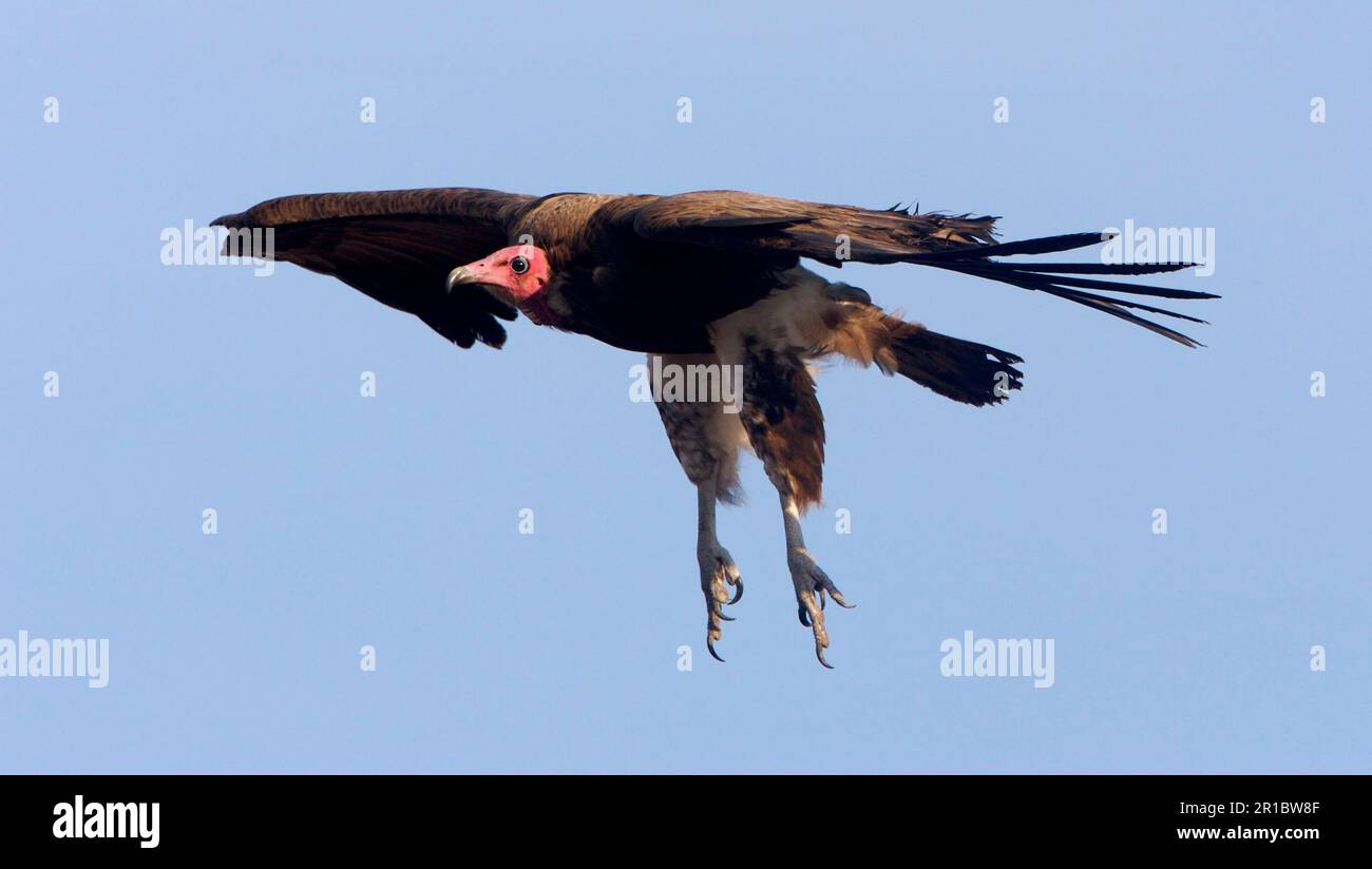 Kapuzengeier (Necrosyrtes monachus), Erwachsener, im Flug, Kruger N. P. Südafrika Stockfoto