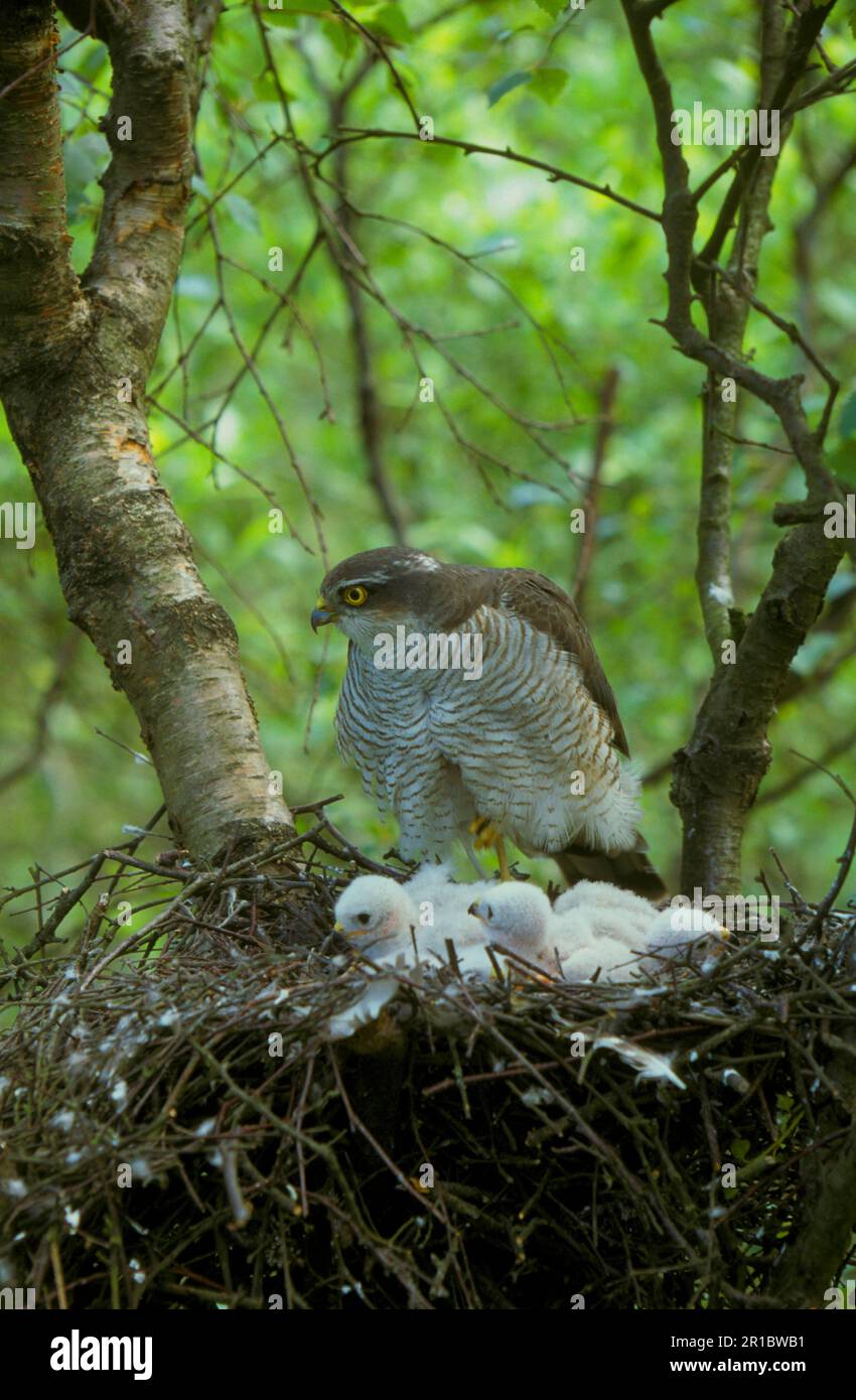Sperber (Accipiter nisus), Raubvögel, Tiere, Vögel, Weibliche Sperber, Im Nest Stockfoto