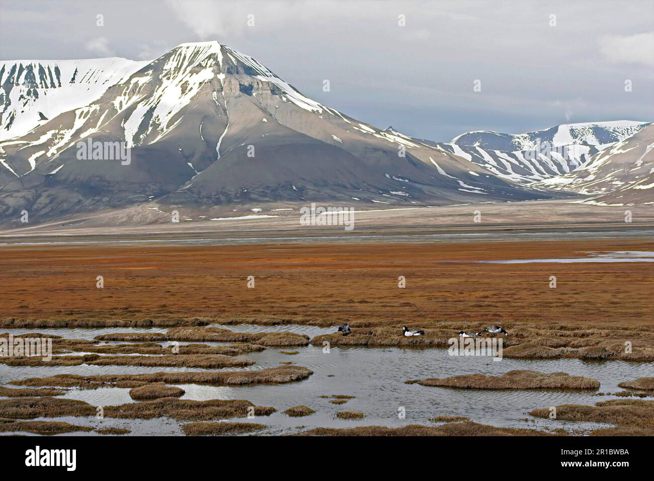 Barnacle Goose (Branta Leukopsis) vier Erwachsene, füttern, in einem Nistlebensraum mit entfernten Bergen, Spitsbergen, Svalbard Stockfoto