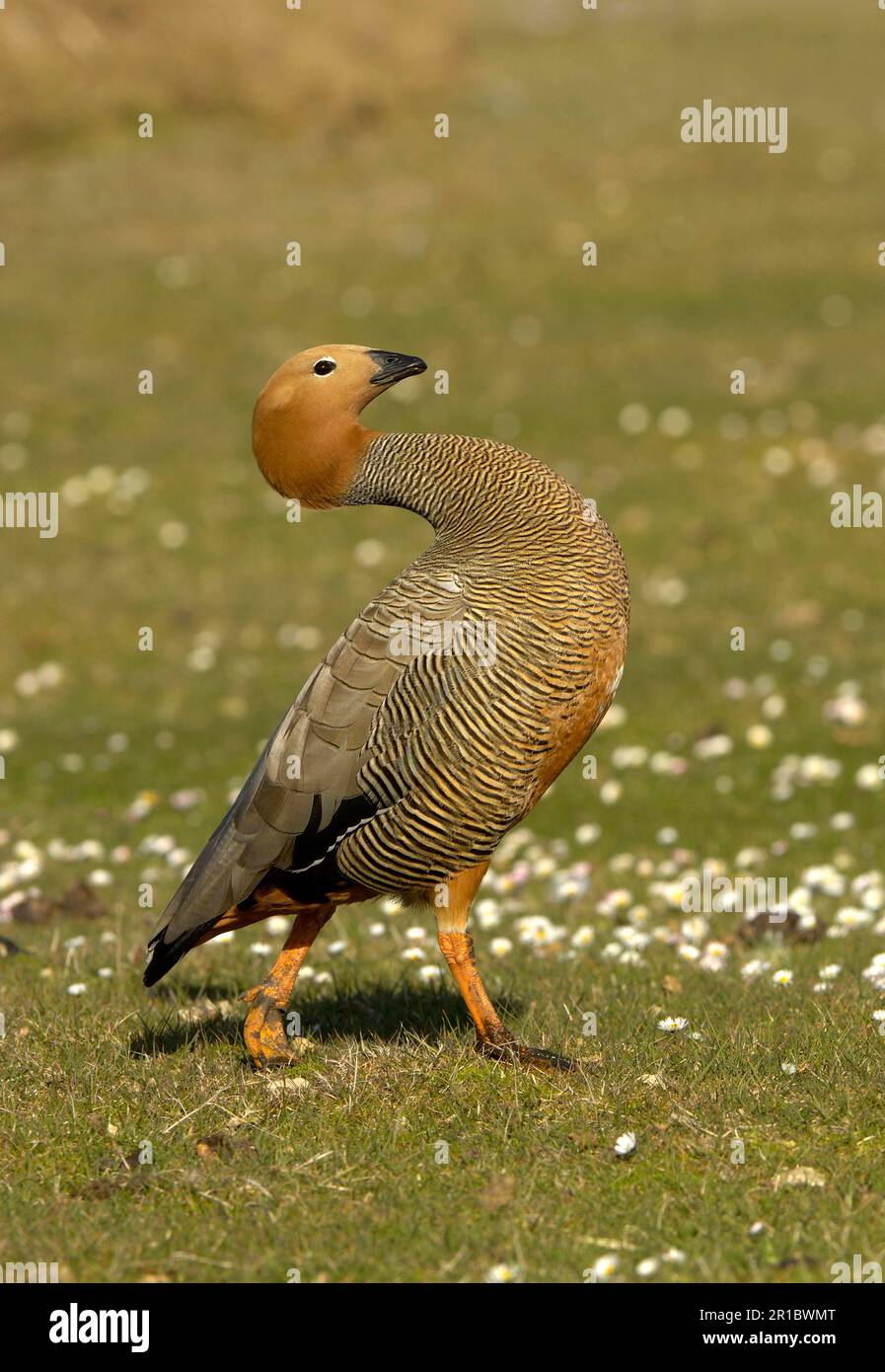 Ruddy-Head-Gans (Chloephaga rubidiceps), ausgewachsene, wandernde, trostlose Insel, Falklandinseln Stockfoto