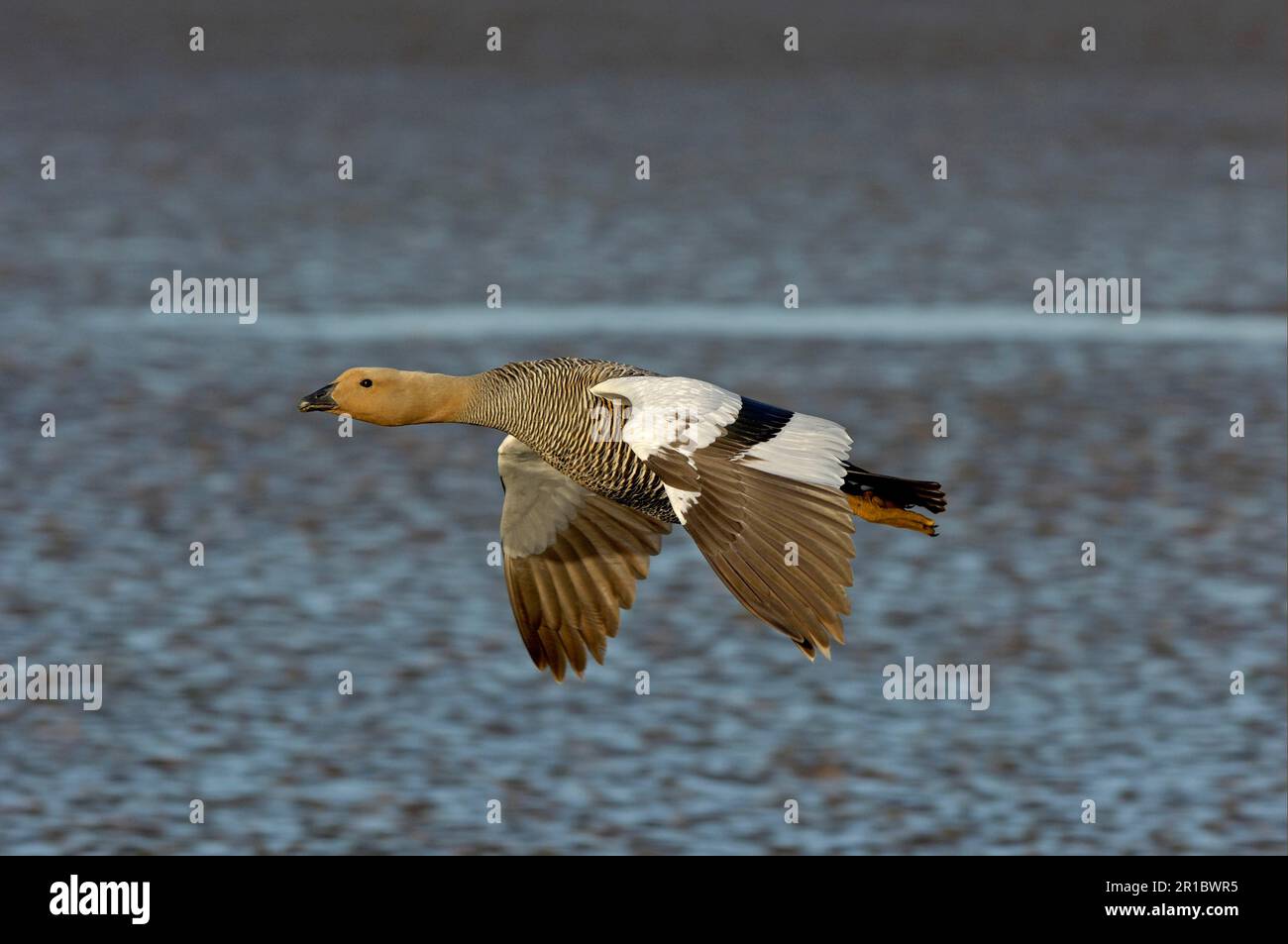 Berggans (Chloephaga picta), weibliche Erwachsene, im Flug über Wasser, Bleaker Island, Falklandinseln Stockfoto