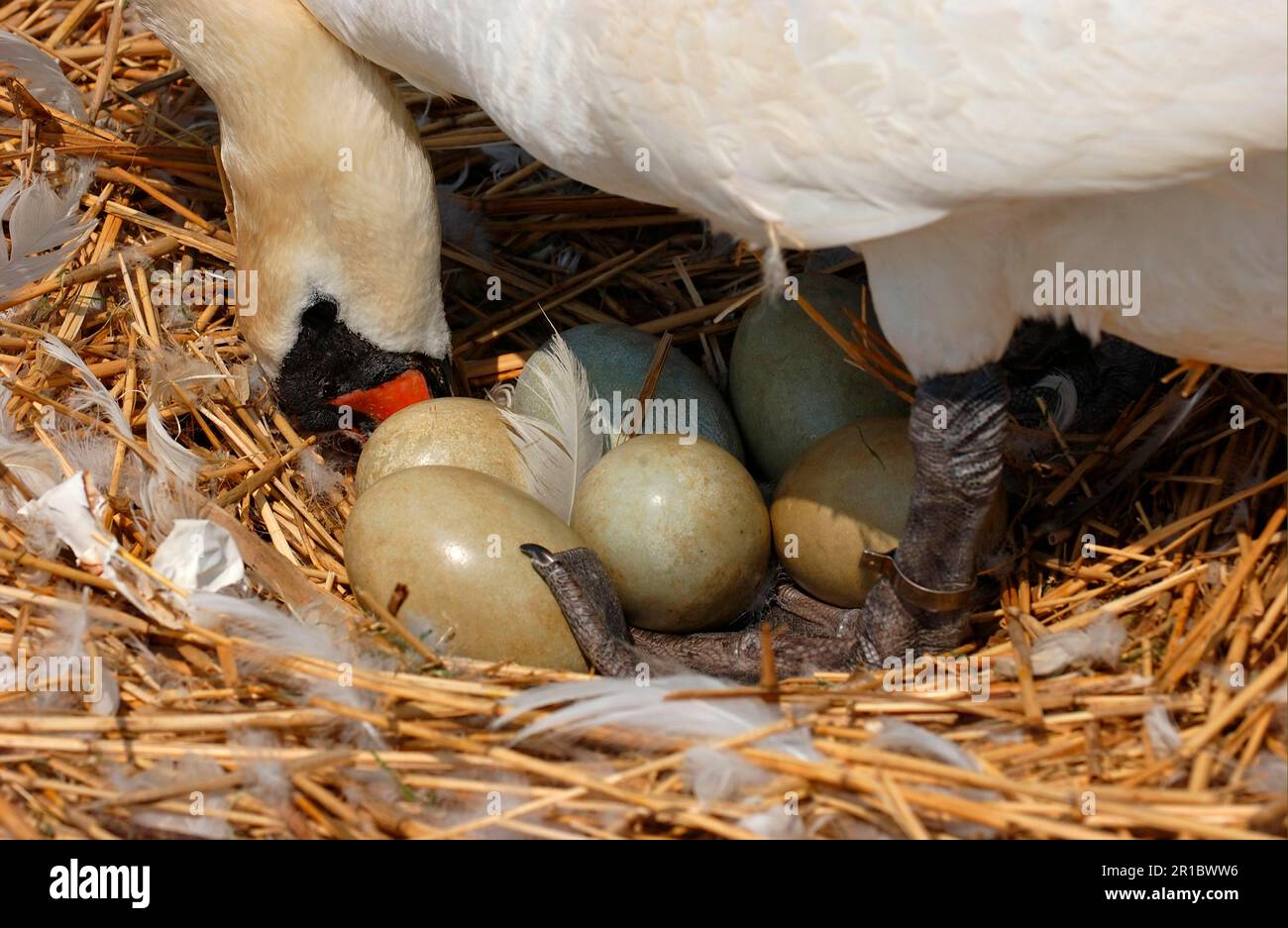 Stummer Schwan (Cygnus olor), Erwachsener im Nest, Eier drehen, Großbritannien Stockfoto