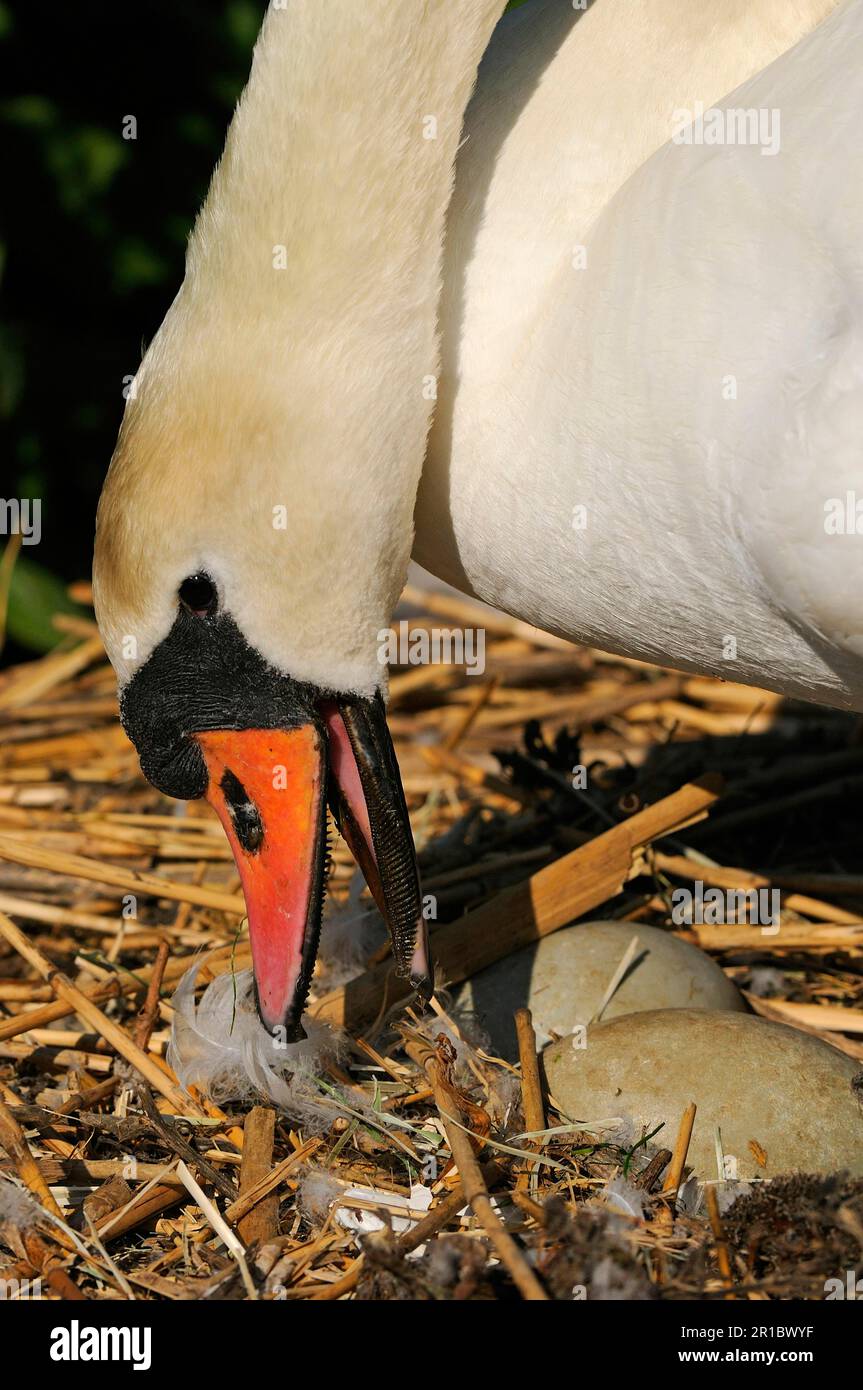 Mute Swan (Cygnus olor) adult, Turning Eggs in Nest, Abbotsbury, Dorset, England, Vereinigtes Königreich Stockfoto