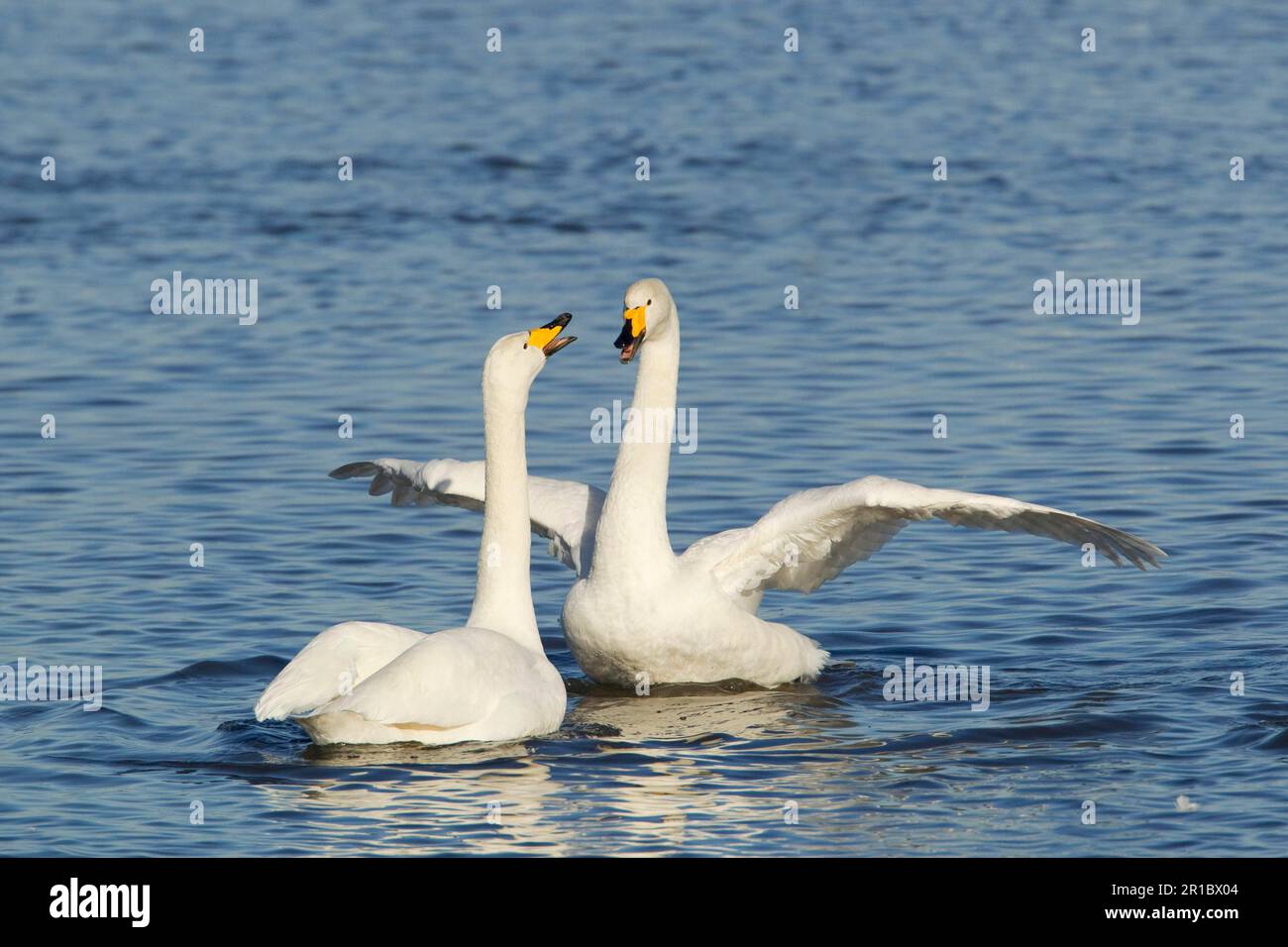 Keuchschwan (Cygnus cygnus), Erwachsenenpaar, auf Wasser, Ouse Washes, Norfolk, England, Vereinigtes Königreich Stockfoto