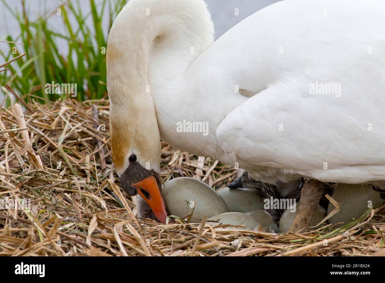 Stummer Schwan (Cygnus olor), weiblich, weiblich, Eier beim Nest drehen, Suffolk, England, Großbritannien Stockfoto