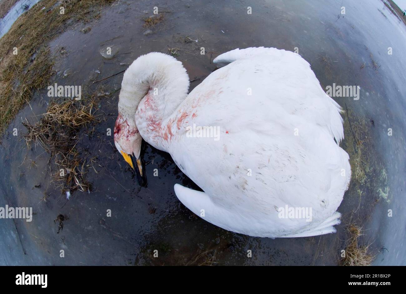 Whooper Swan (Cygnus cygnus) tot Erwachsener, mutmaßliches Opfer der Vogelgrippe, Bulgarien Stockfoto
