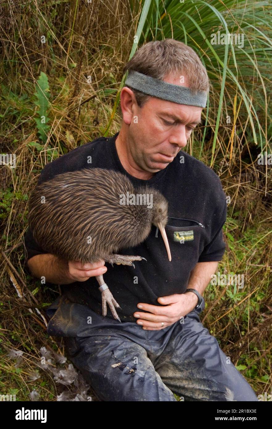 North Island Conservation Programme North Island Brown Kiwi (Apteryx mantelli), Biologe, der männliche Tiere hält, Waimarino Forest, Raetihi, North Island, Neu Stockfoto