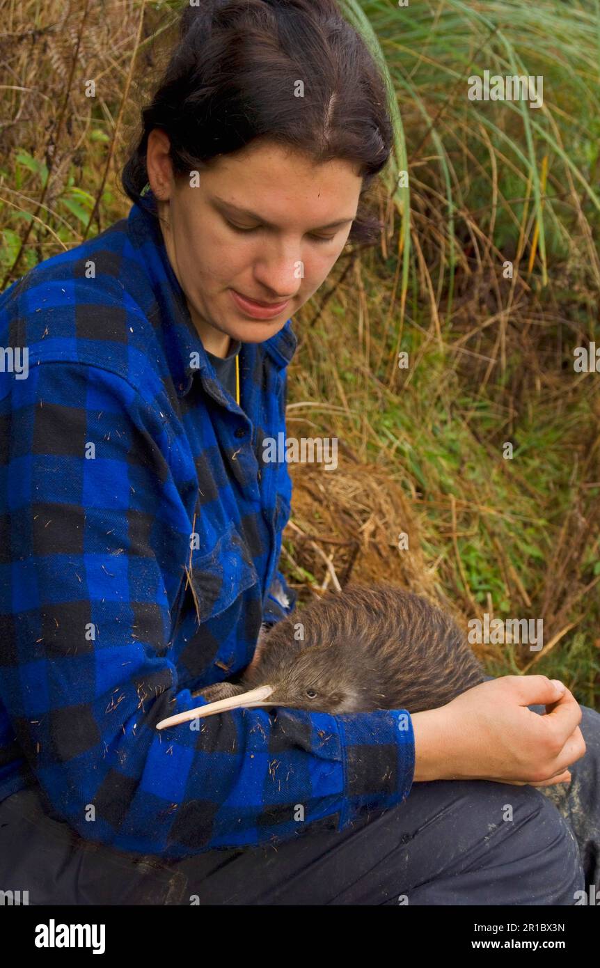 North Island Conservation Programme North Island Brown Kiwi (Apteryx mantelli), Biologe, der männliche Tiere hält, Waimarino Forest, Raetihi, North Island, Neu Stockfoto