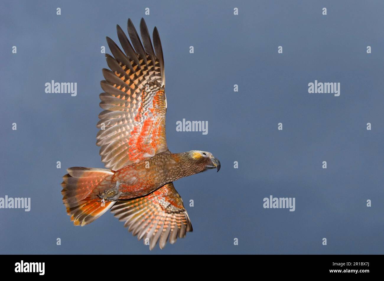 Kaka, neuseeland-Kaka (Nestor meridionalis), Kakas, Waldpapageien, endemisch, Papageien, Tiere, Vögel, Kaka Erwachsene, im Flug, Stewart Island, Neu Stockfoto