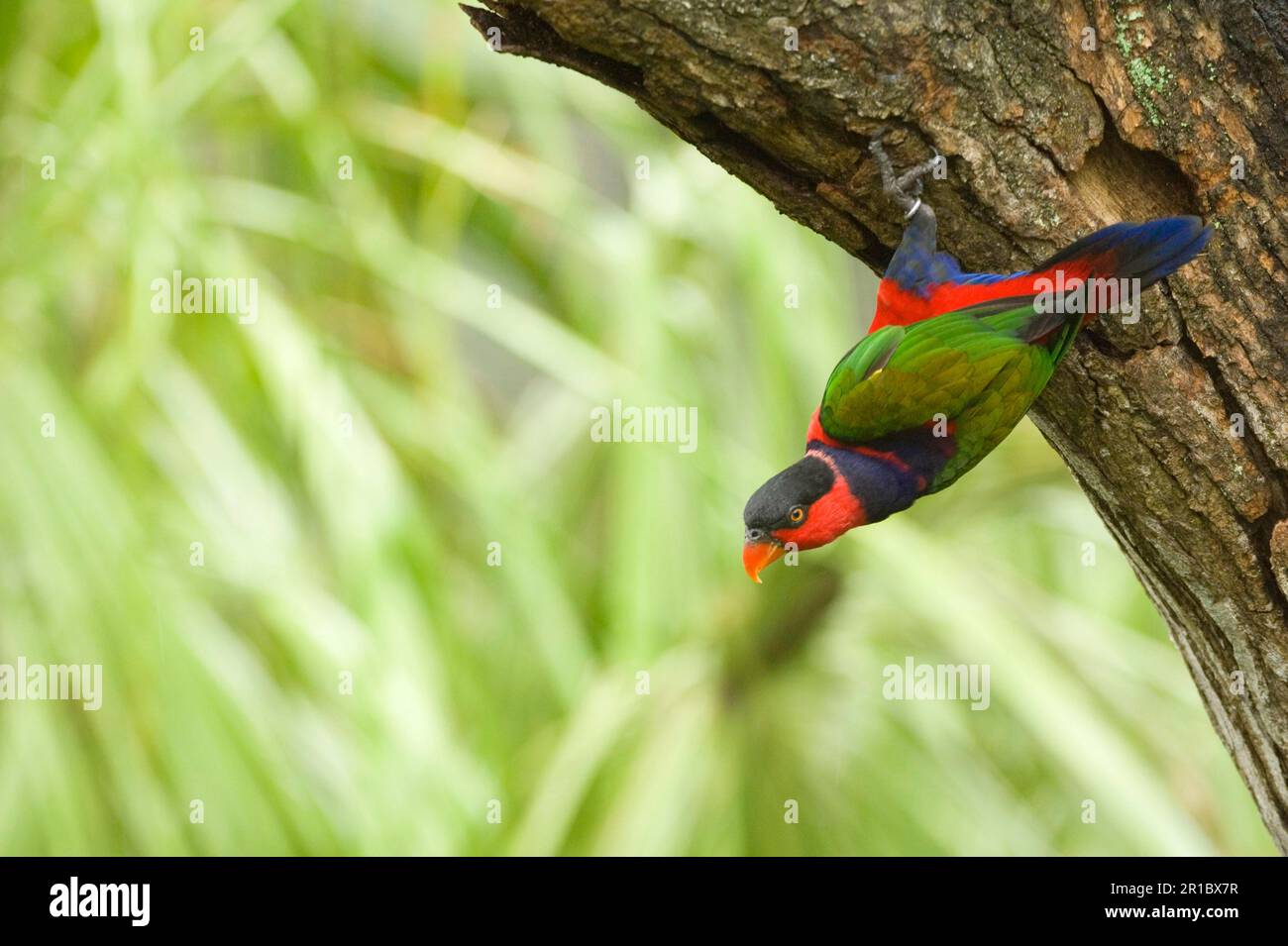 Adulte Lory mit schwarzem Verschluss (Lorius Lory), an Baumrinde befestigt Stockfoto