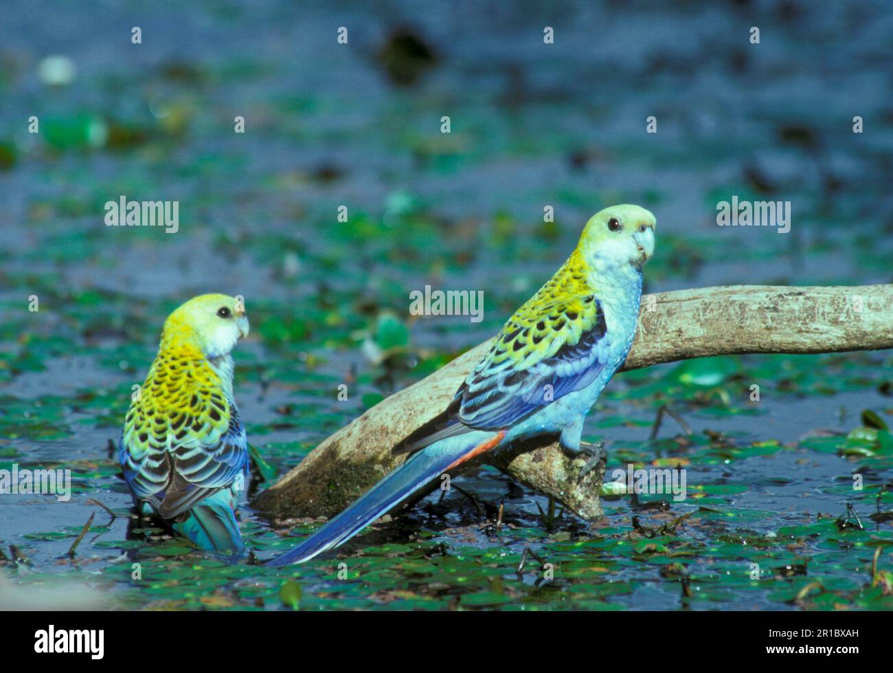 Blassköpfige Rosella, blassköpfige Rosella, Papageien, Flachschwanzsittiche, Sittiche, Tiere, Vögel, blassköpfige Rosella (Platurcercus adcitis) zwei Stockfoto