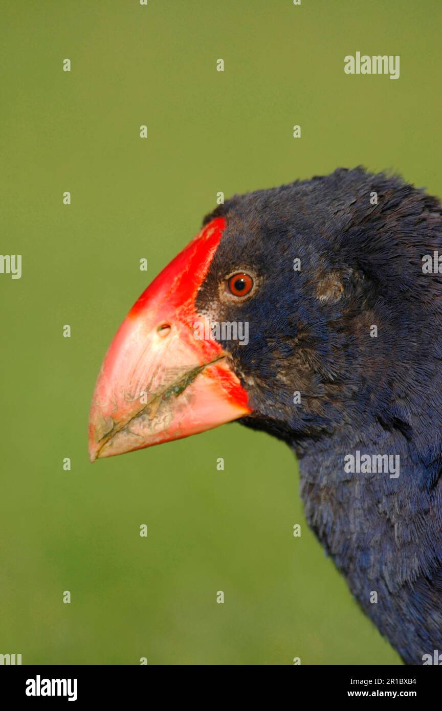 Takahe (Porphyrio hochstetteri) Erwachsener, Nahaufnahme des Kopfes, Einführung der Zuchtkolonie Tiritiri Matanagi is. Nordinsel, Neuseeland Stockfoto