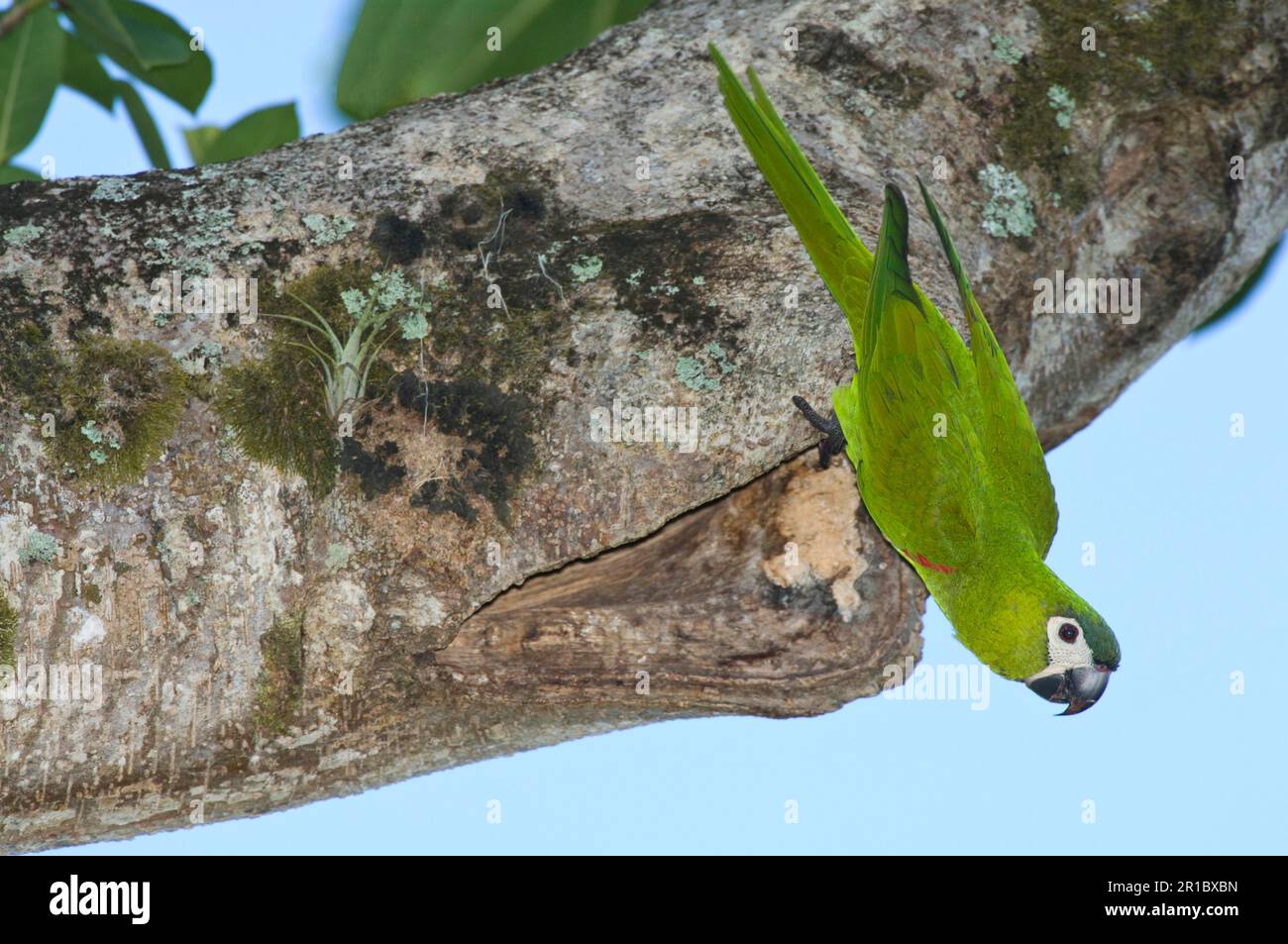 Erwachsener Rotschulteraras (Diopsittaca nobilis), der sich an Baumstämmen, botanischen Gärten, Georgetown, Guyana anklammert Stockfoto