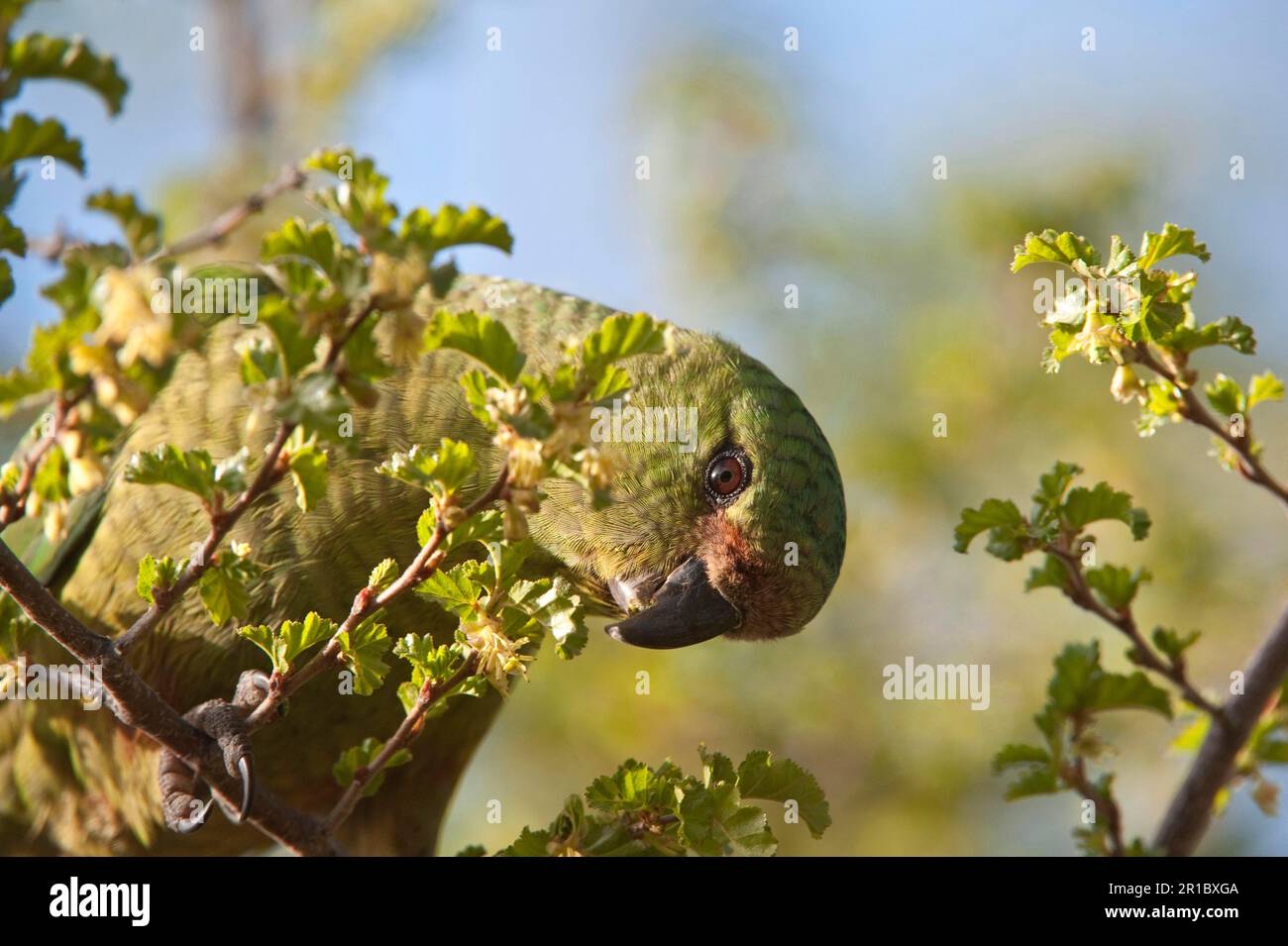 Australischer Sittich (Enicognathus ferrugineus), Erwachsene, Fütterung an einem blühenden Baum, Villa Pehuenia, Provinz Neuquen, Patagonien, Argentinien Stockfoto