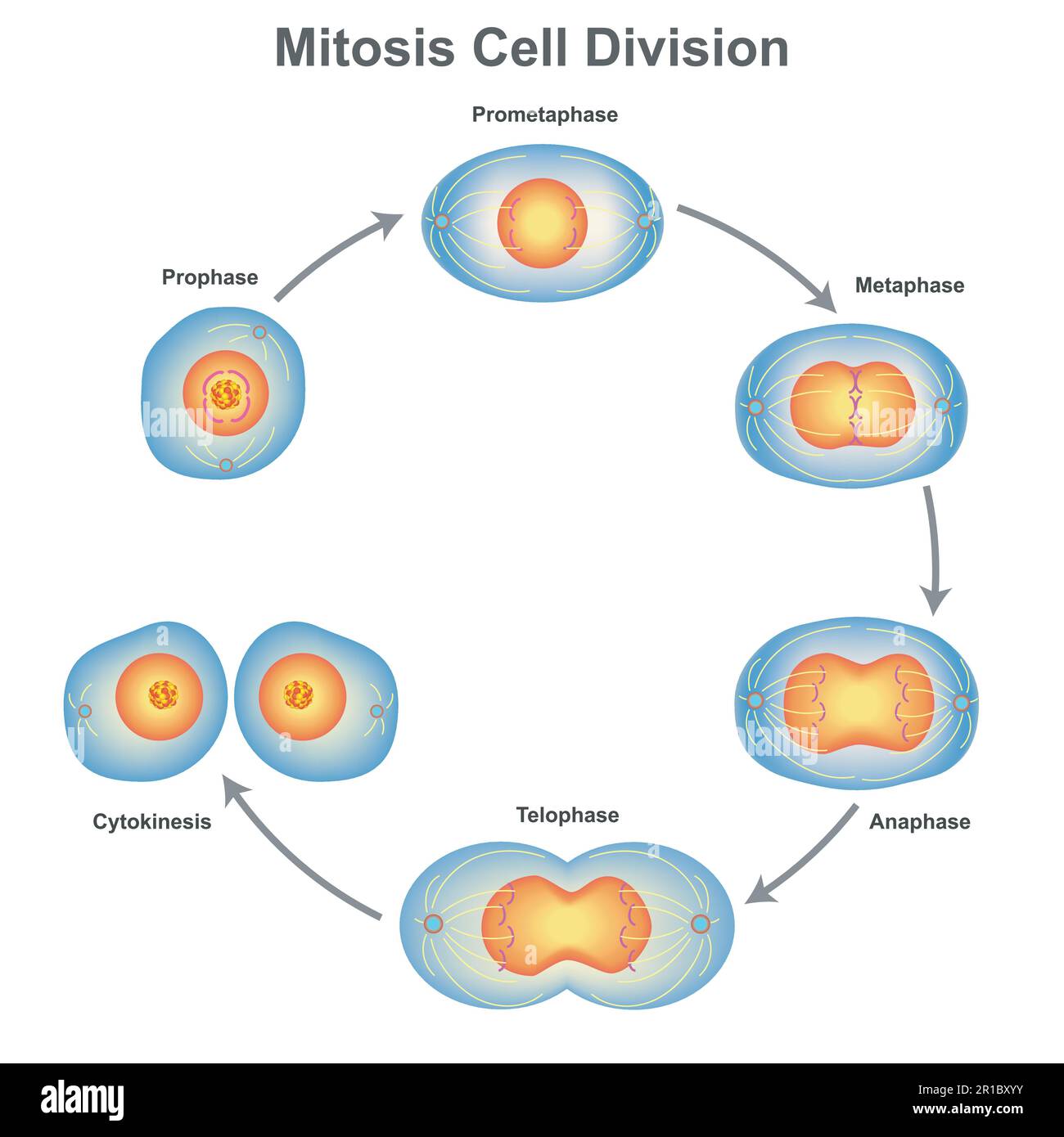 Tierische Zellmitose-Darstellung mit Chromosomen. Vektordarstellung der Mitosephasen Zellteilung Wissenschaftliche Gestaltung der Mitosephasen Zellteilung Stock Vektor