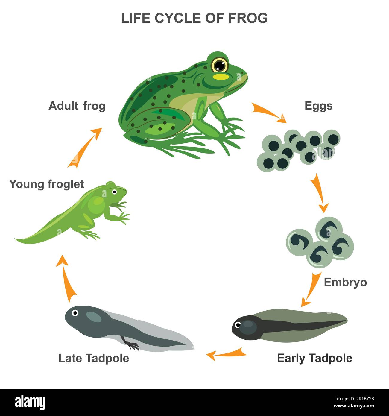 Lebenszyklusdarstellung eines Froschvektors. Transformationsprozess mit allen Phasen. Beispiele für Eier, Embryonen, Kaulquappen und adulte Phasen. Metamorphosen-Explan Stock Vektor