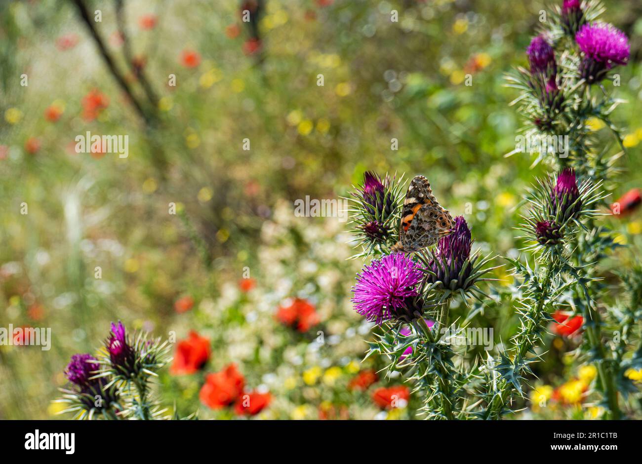 Wilde Thronblumen mit Schmetterling an sonnigen Tagen im Freien Stockfoto