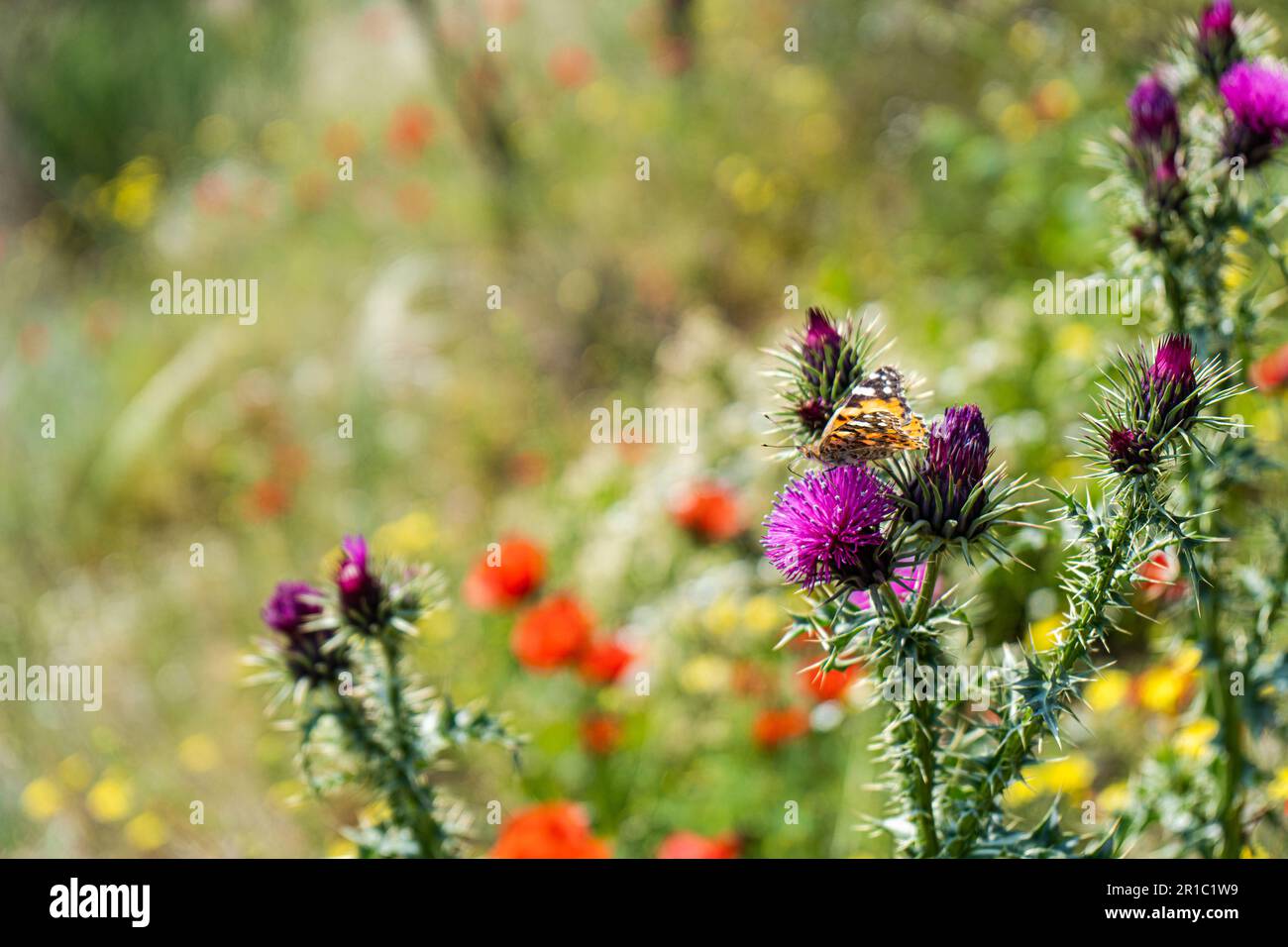 Wilde Thronblumen mit Schmetterling an sonnigen Tagen im Freien Stockfoto