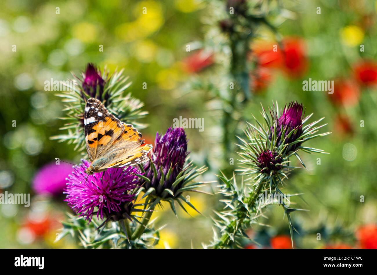 Wilde Thronblumen mit Schmetterling an sonnigen Tagen im Freien Stockfoto