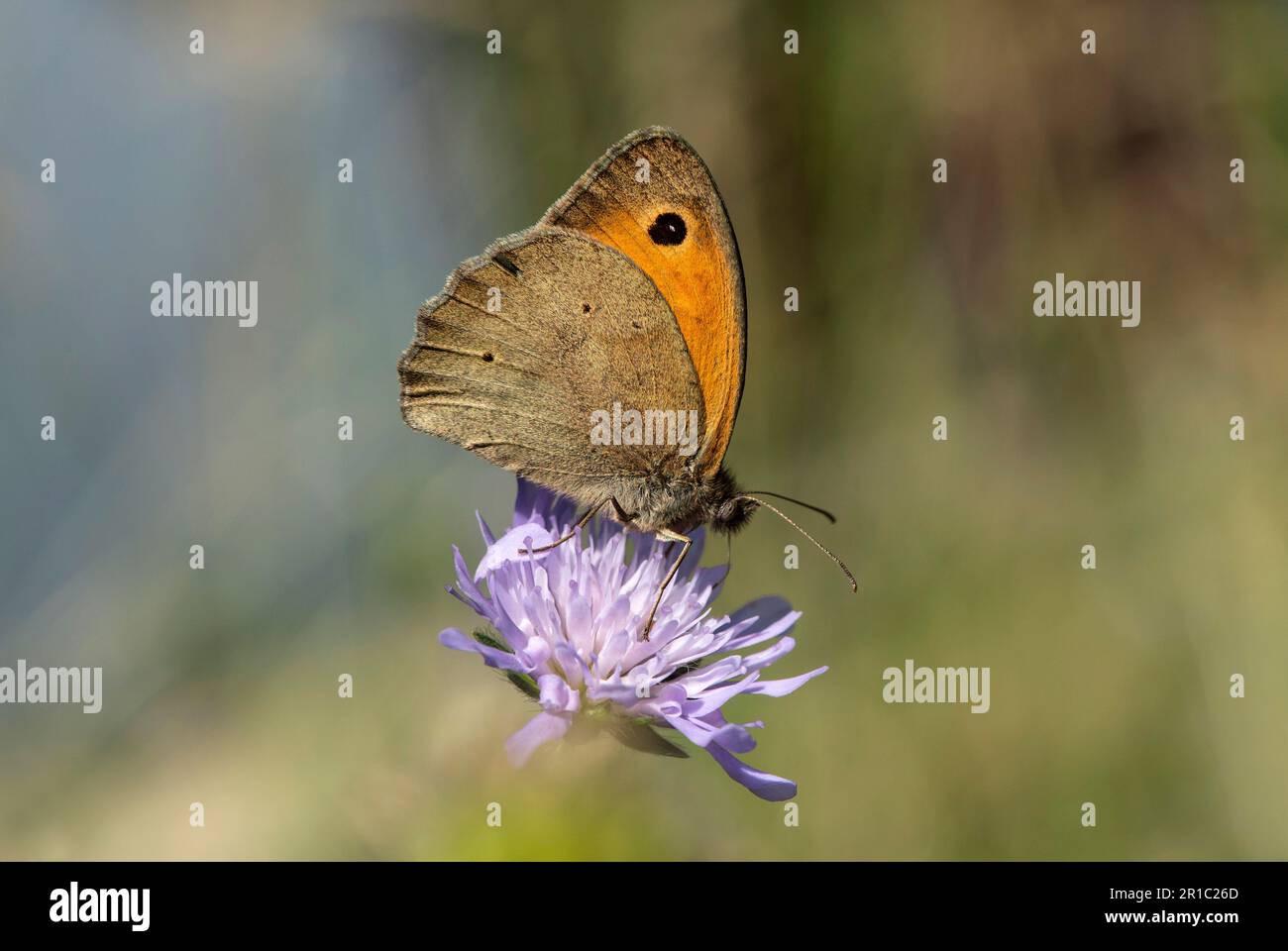 Butterfly Meadow Brown (Maniola jurtina), Ovronnaz, Valais, Schweiz Stockfoto