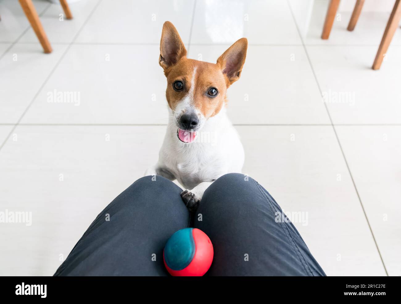 Jack Russell Terrier, der den Besitzer ansieht und darauf wartet, mit dem Ball in seinem Haus zu spielen Stockfoto
