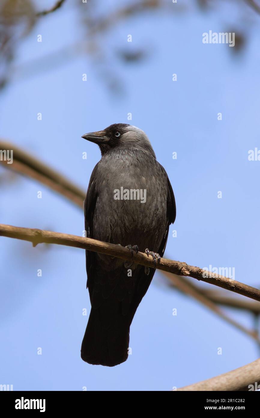 Coloeus monedula auf einem Ast (westliche Jackdaw) Stockfoto