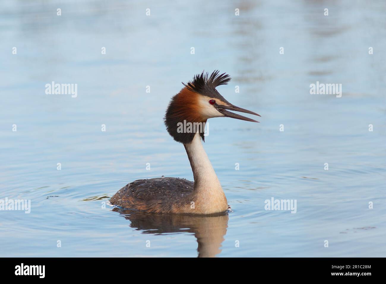 Riesenkammmuschel, die auf einem Teich schwimmen, wilder Vogel in einem natürlichen Lebensraum (Podiceps cristatus) Stockfoto