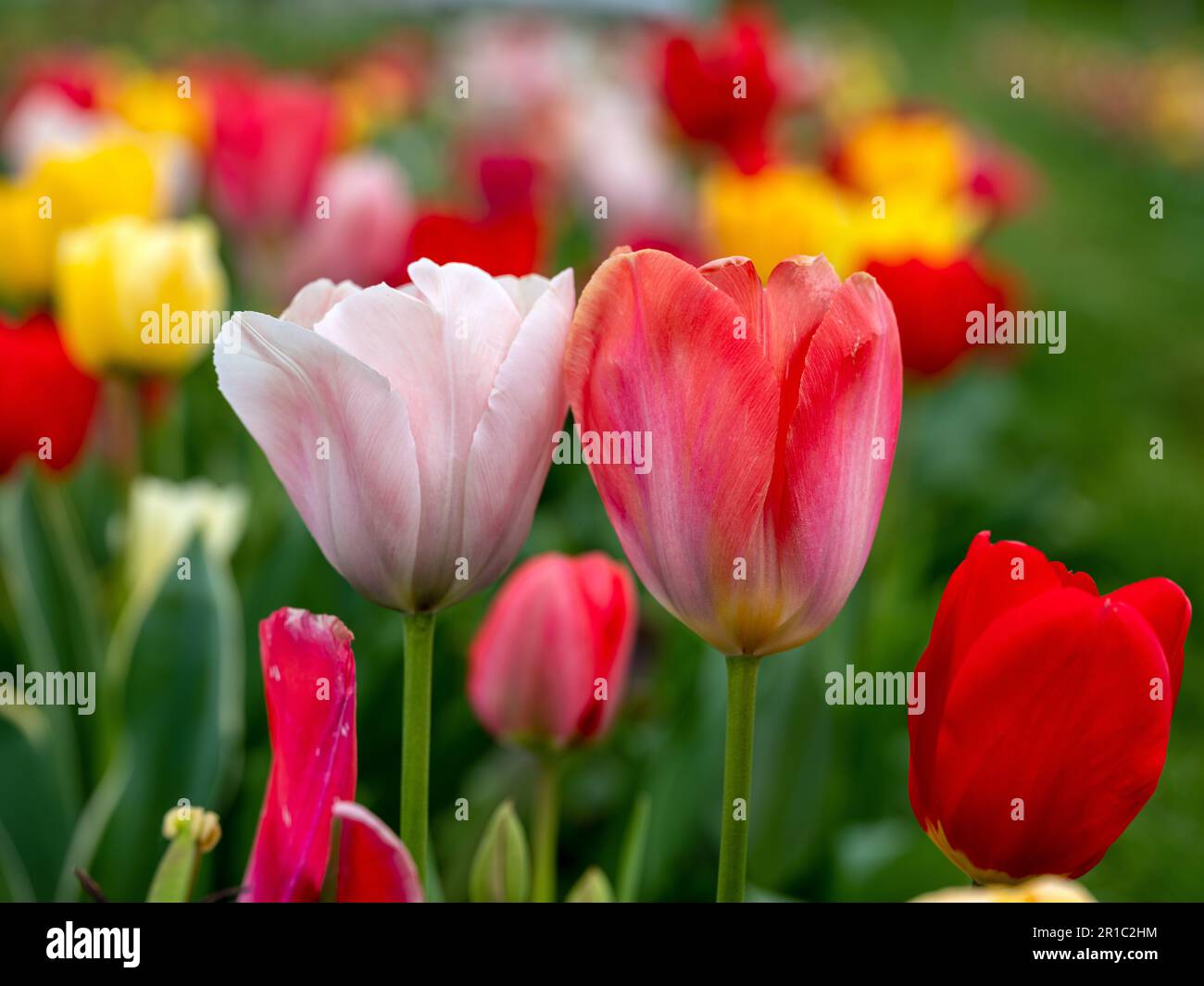 Ein lebhaftes Tulpenfeld, das im Frühling in voller Blüte steht und unter hellem Himmel eine bunte Auswahl an Blumen zeigt. Ein Symbol für die Schönheit und Jahreszeit der Natur Stockfoto