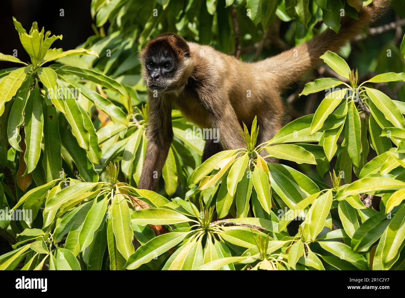 geoffroy Spinnenaffe alias Schwarzhändiger Spinnenaffe Stockfoto