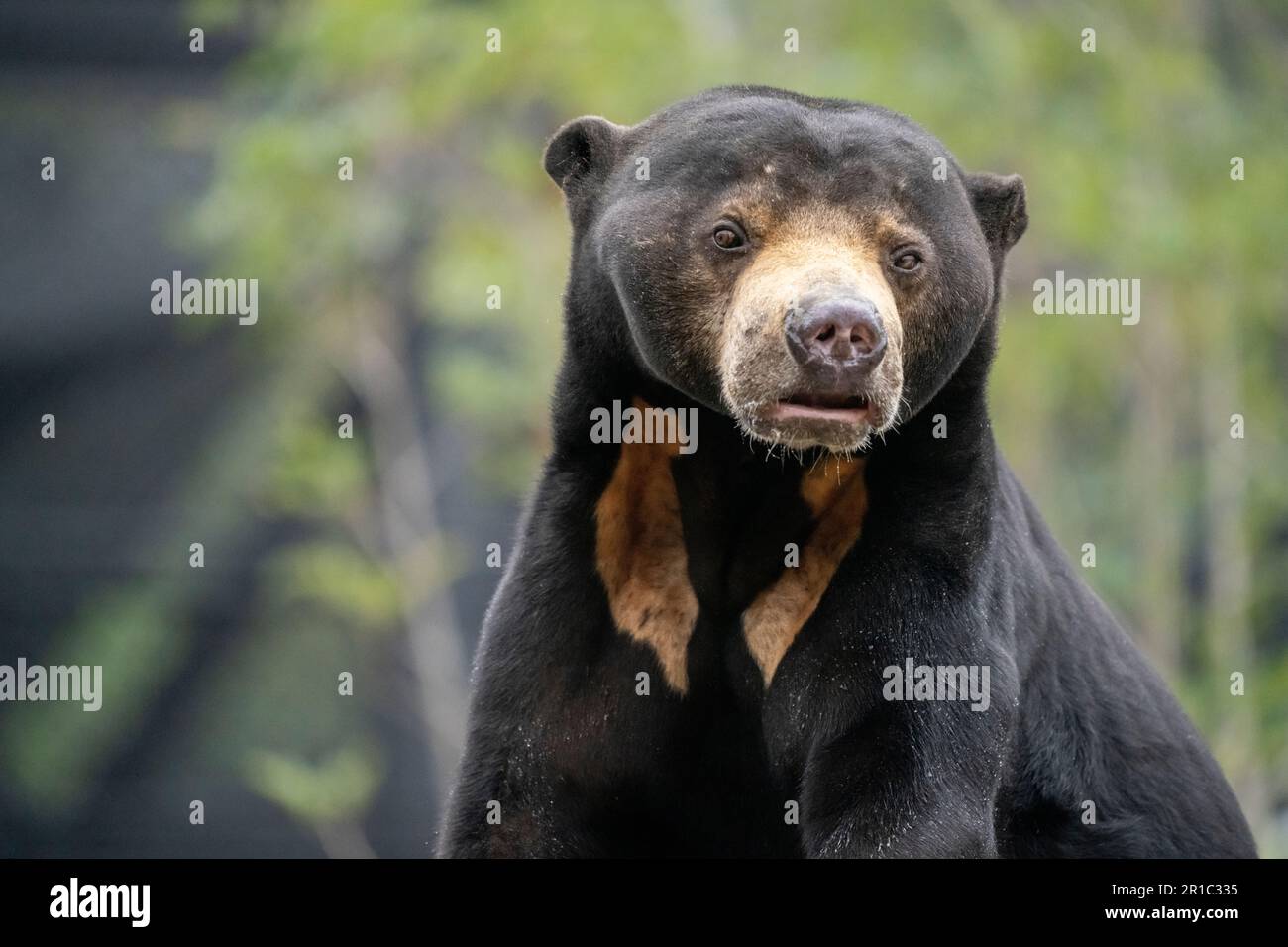 Malaiische Sun Bear Stockfoto